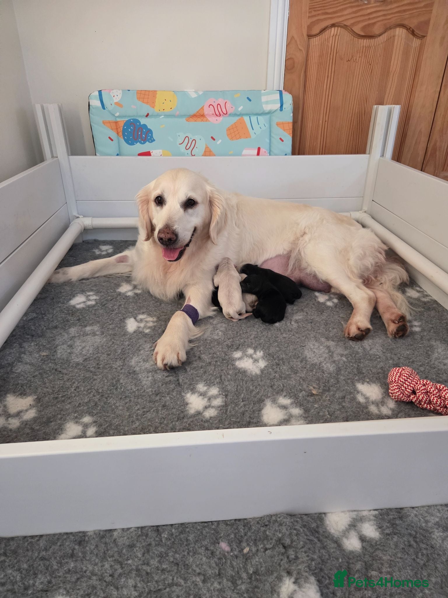 Goldendoodle dogs 🐾 Beautiful F1 Goldendoodle Puppies Available 🐾  - Advert 1