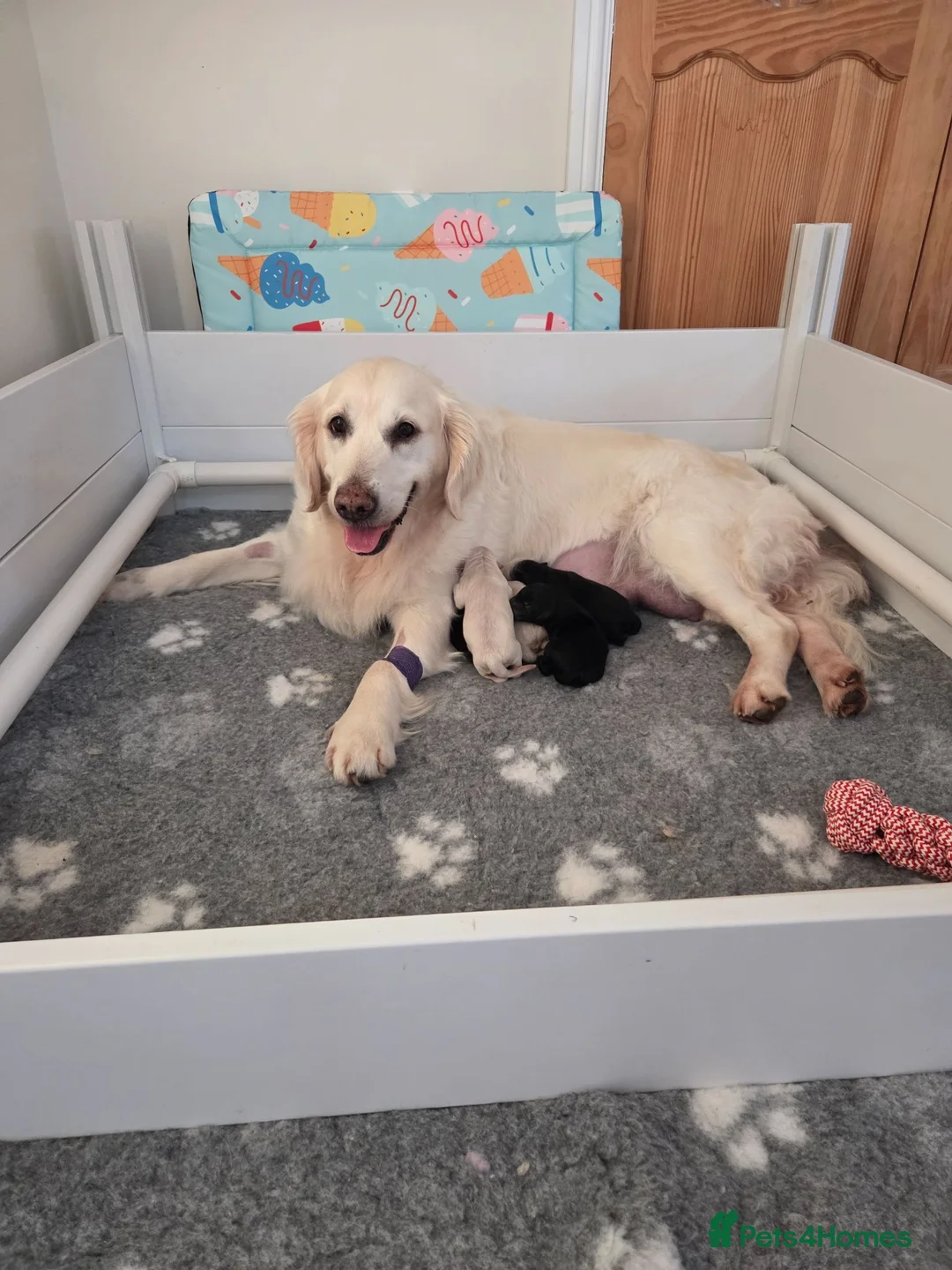 Goldendoodle dogs for sale: 🐾 Beautiful F1 Goldendoodle Puppies Available 🐾  - Advert 1