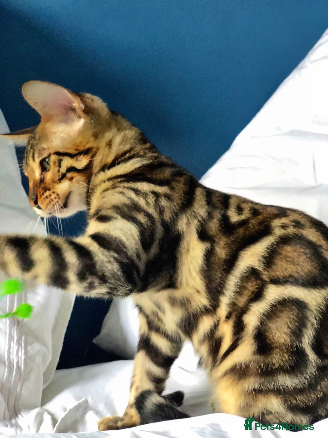 Bengal cats for sale: Looking for the best homes for our retired Bengals - Image 15