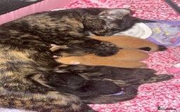 Domestic Shorthair cats for sale: Female kitten available  - Image 2