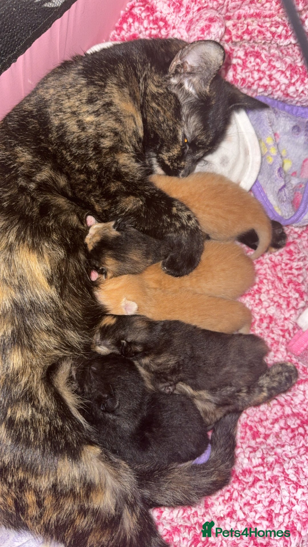 Domestic Shorthair cats for sale: Female kitten available  - Image 2