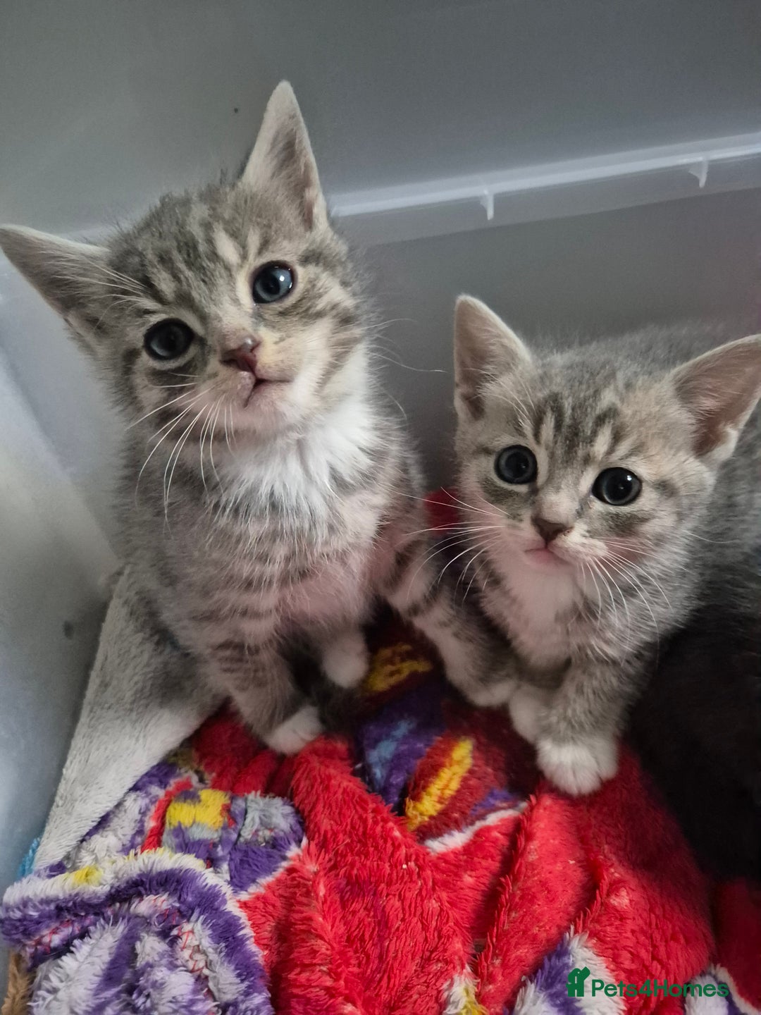 Mixed Breed cats for sale: 3 kittens 2 female 1 male - Image 5