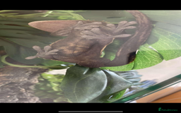Gecko reptiles for sale: Male crested gecko for sale - Image 3