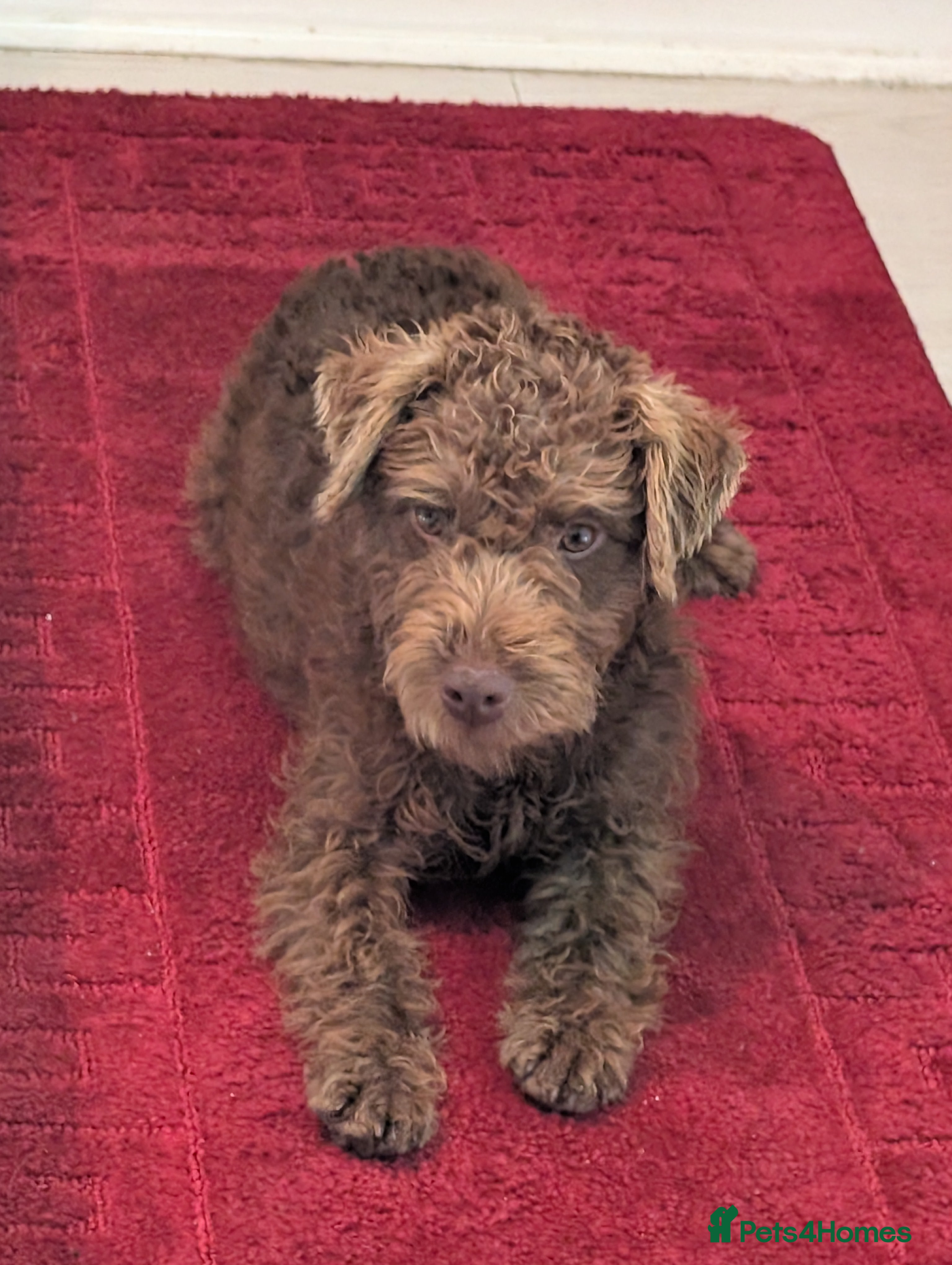 Patterdale Terrier dogs Pepsi 💩 Poo Needs a New Forever Home  - Advert 4