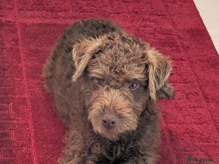 Patterdale Terrier dogs Pepsi 💩 Poo Needs a New Forever Home - Advert 13