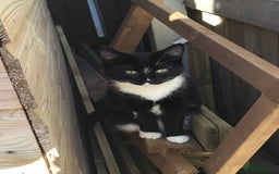 Mixed Breed cats for sale: MUST R3AD DESCRIPTION!! - Image 1
