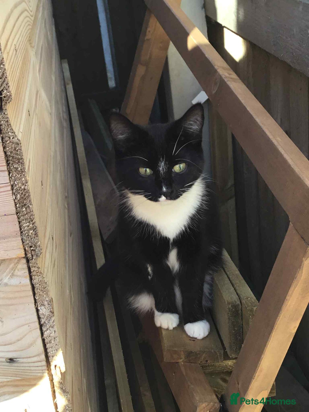 Mixed Breed cats for sale: MUST R3AD DESCRIPTION!! - Image 1