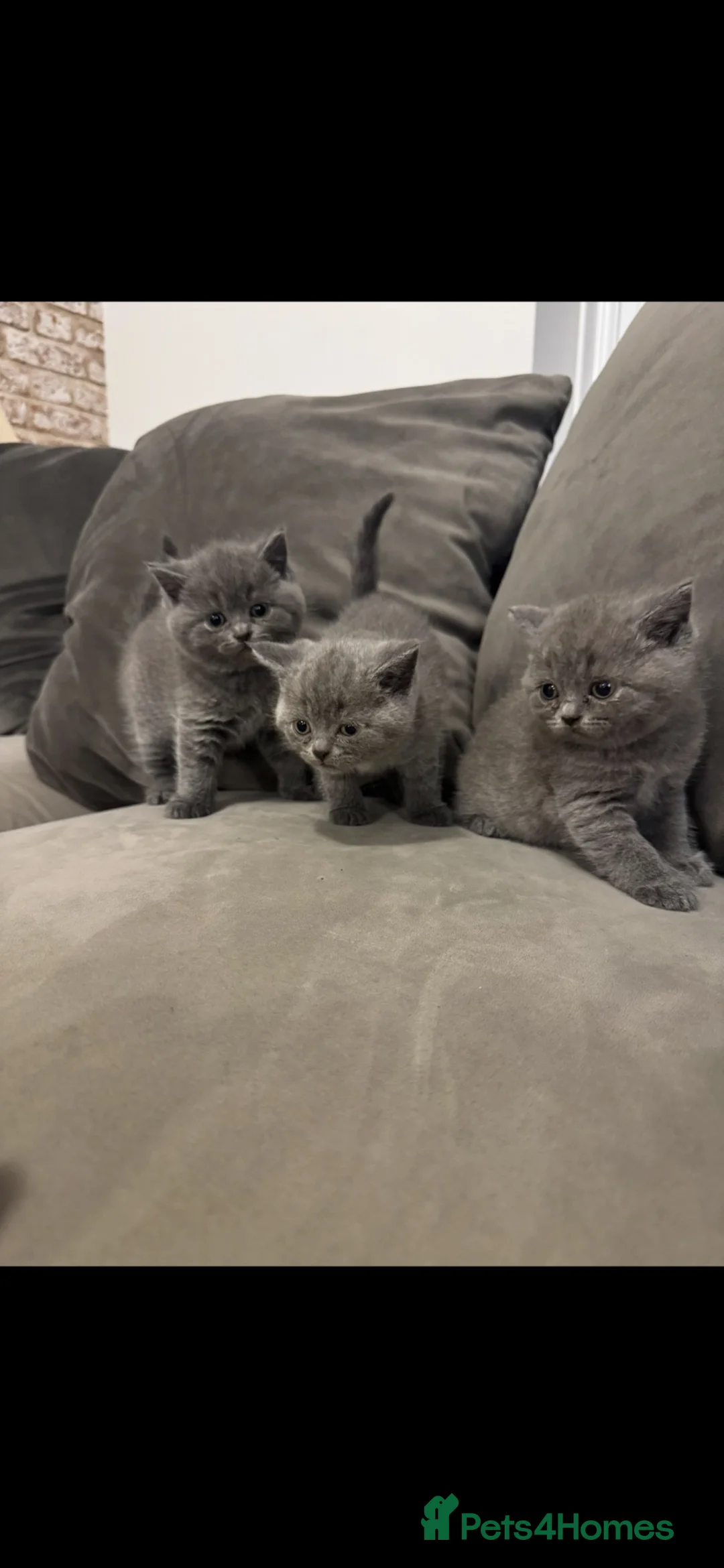 British Shorthair cats for sale: UPDATE - BSH GREY - Please Read Description  - Advert 1
