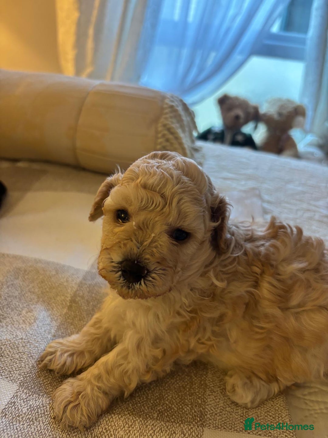 Poochon dogs for sale: Toy poodle pochons - Advert 9