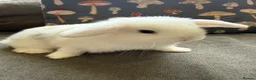 Mini Lop rabbits for sale: Pure mini lops in Bury Saint Edmunds - Advert 2