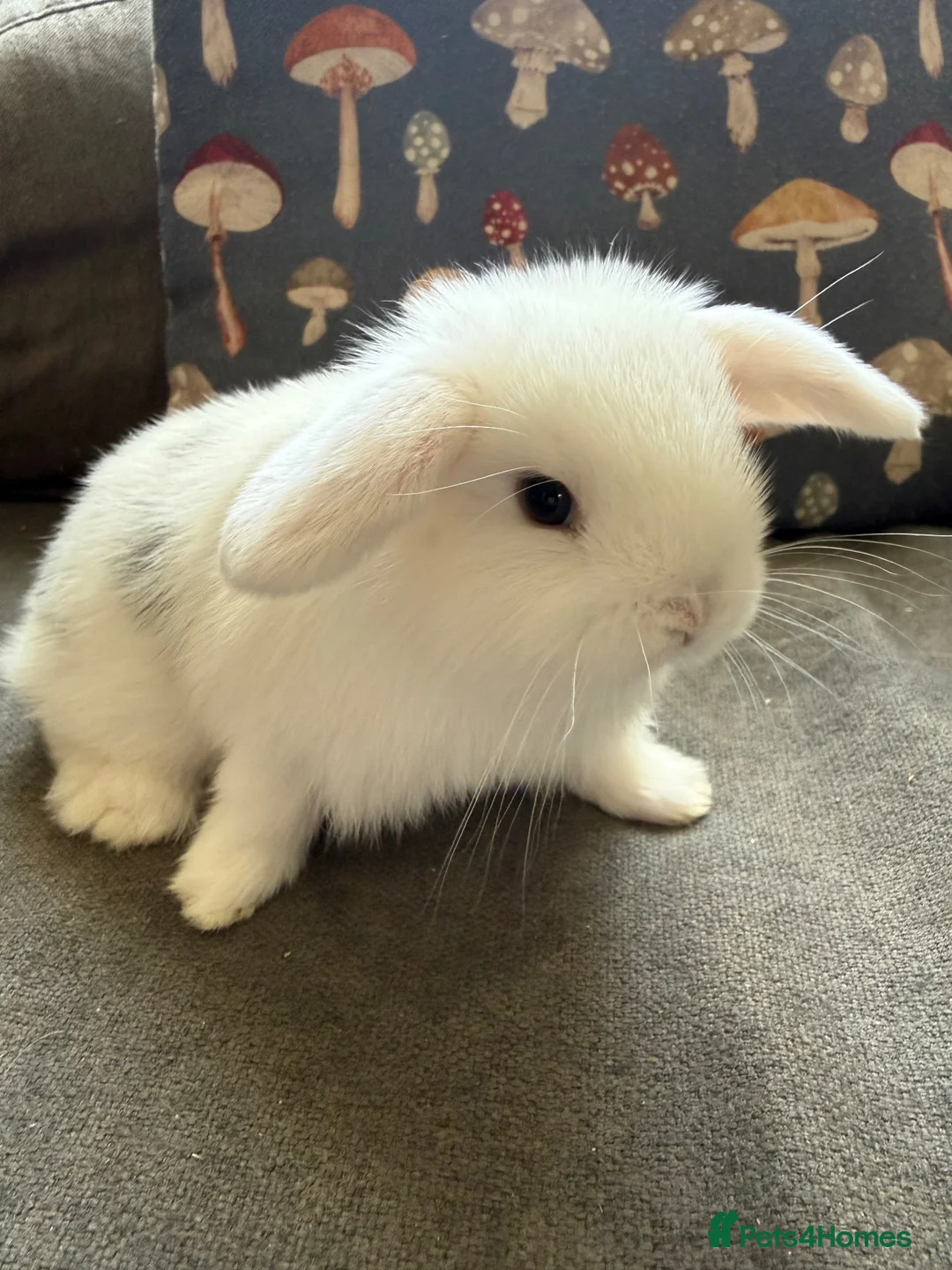 Mini Lop rabbits for sale: Pure mini lops in Bury Saint Edmunds - Advert 2