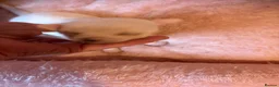 Chihuahua dogs for sale: Beautiful chihuahua boys  - Advert 2