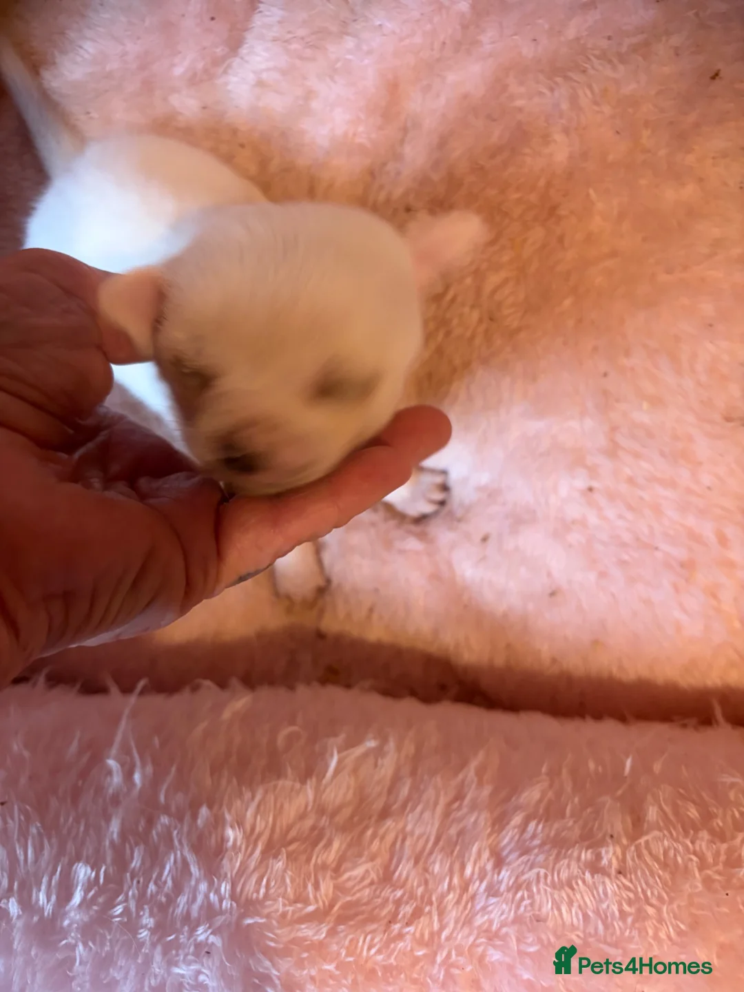 Chihuahua dogs for sale: Beautiful chihuahua boys  - Advert 2