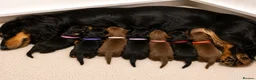 Dachshund dogs for sale: ❤️ Beautiful Long Haired Dachshund Puppies - Advert 3