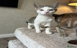 Mixed Breed cats for sale: 2 beautiful kittens ready for a loving home - Image 15
