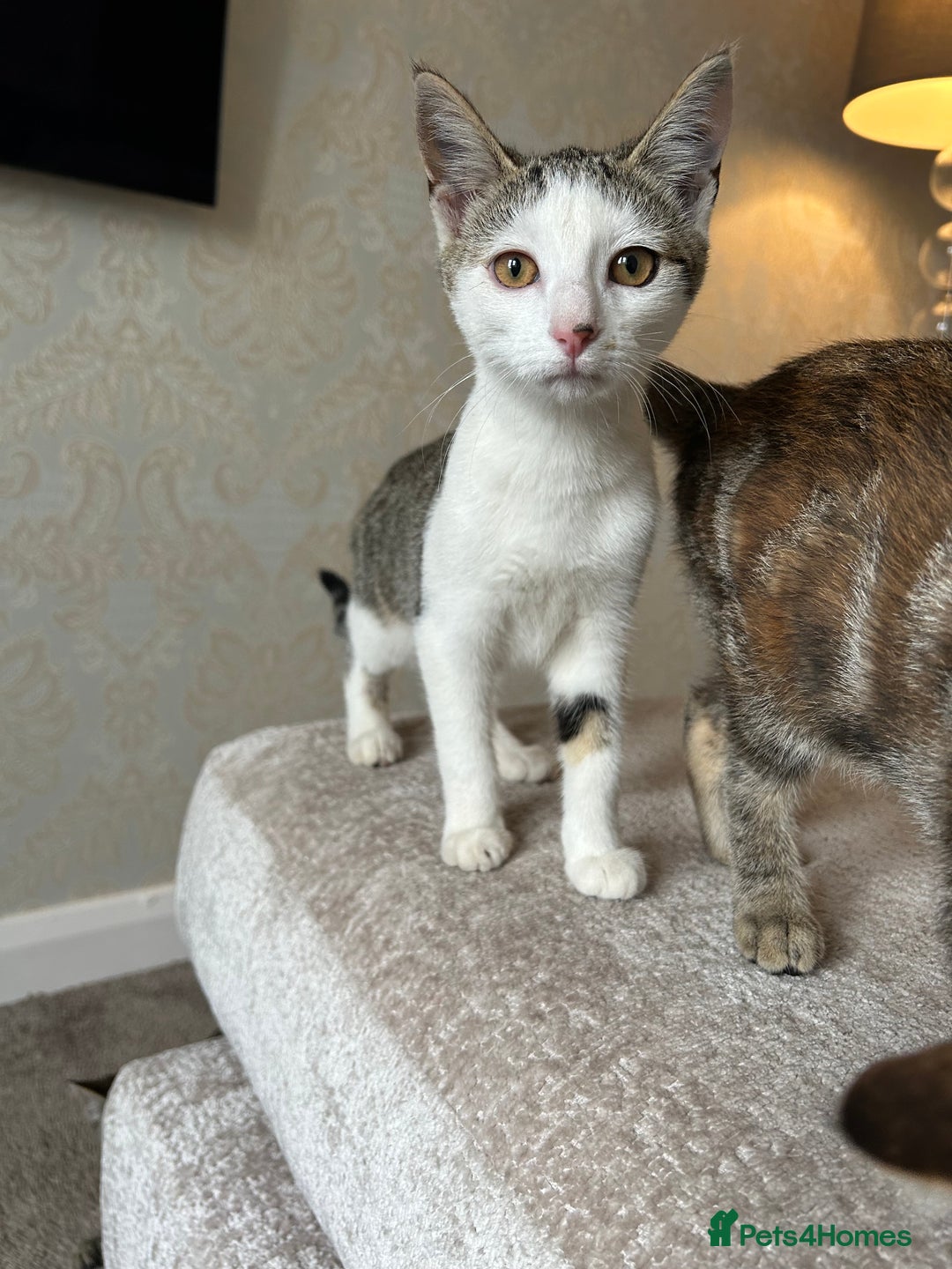 Mixed Breed cats for sale: 2 beautiful kittens ready for a loving home - Image 15