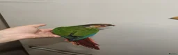 Conures birds for sale: Pineapple and cinnamon baby conures  - Advert 6