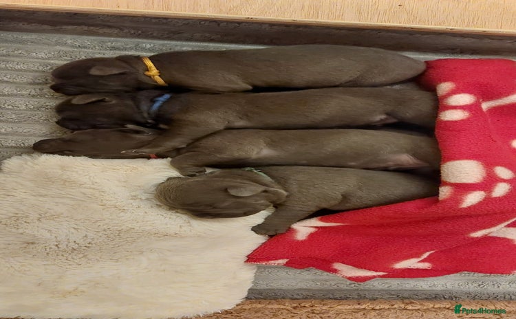 Staffordshire Bull Terrier dogs - Advert 15