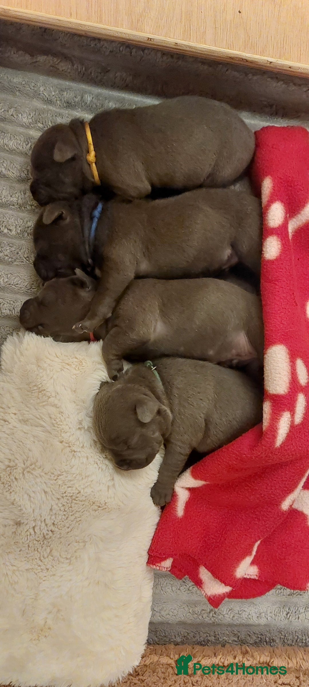 Staffordshire Bull Terrier dogs for sale: 💙KC Staffordshire Bull Terrier puppies 💙 - Advert 3