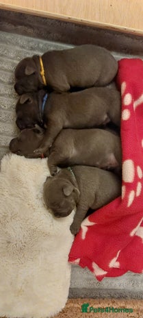 Staffordshire Bull Terrier dogs - Advert 15