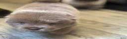 Chow Chow dogs for sale: Rare Little Sweethearts  in London - Advert 12