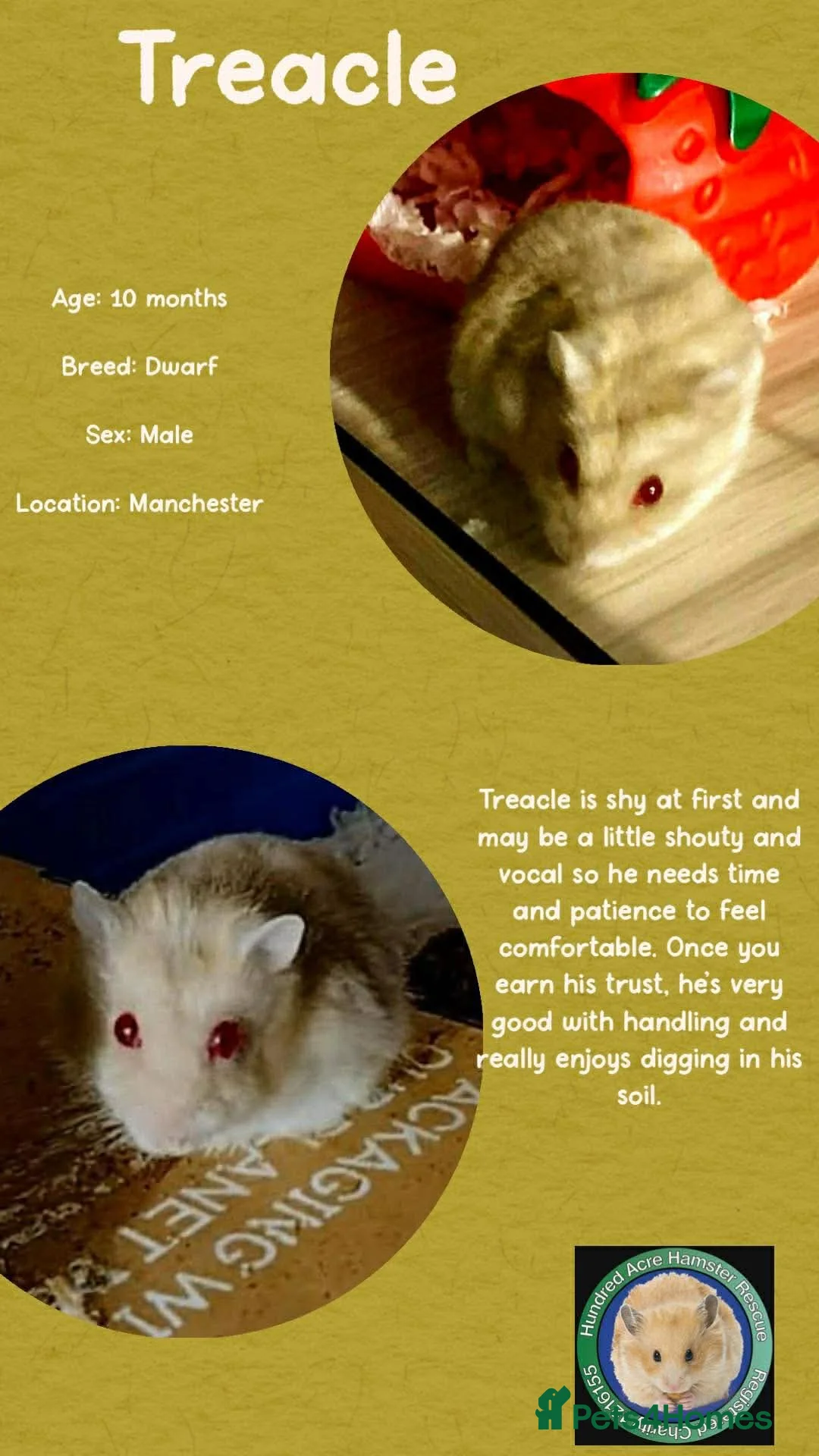 Hamster rodents for sale: Hamster  - Advert 4