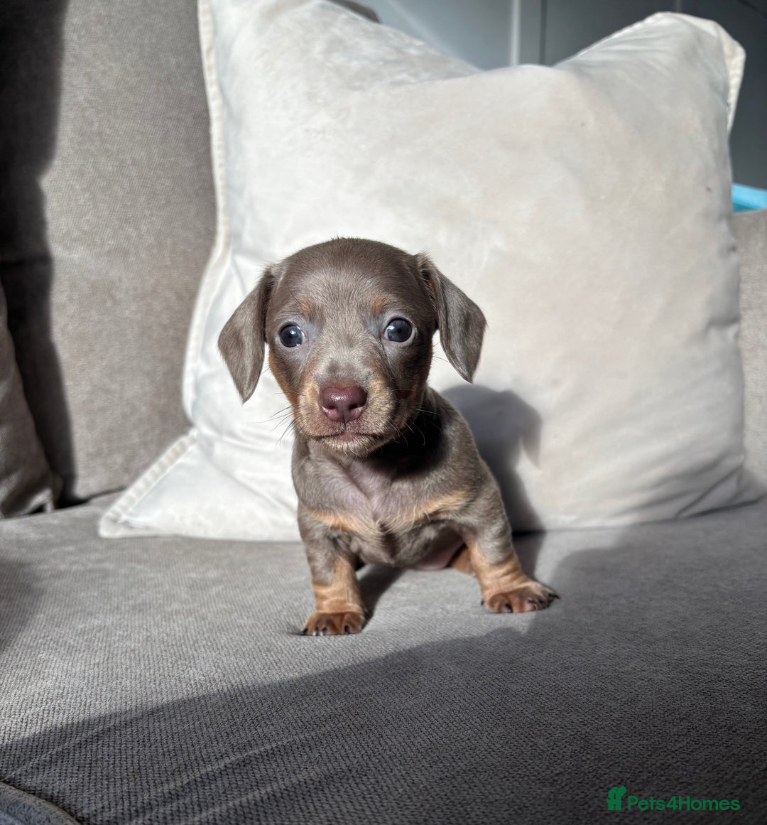 Miniature Dachshund dogs for sale: Isabella tan miniture dachshunds for sale⭐️ - Image 3