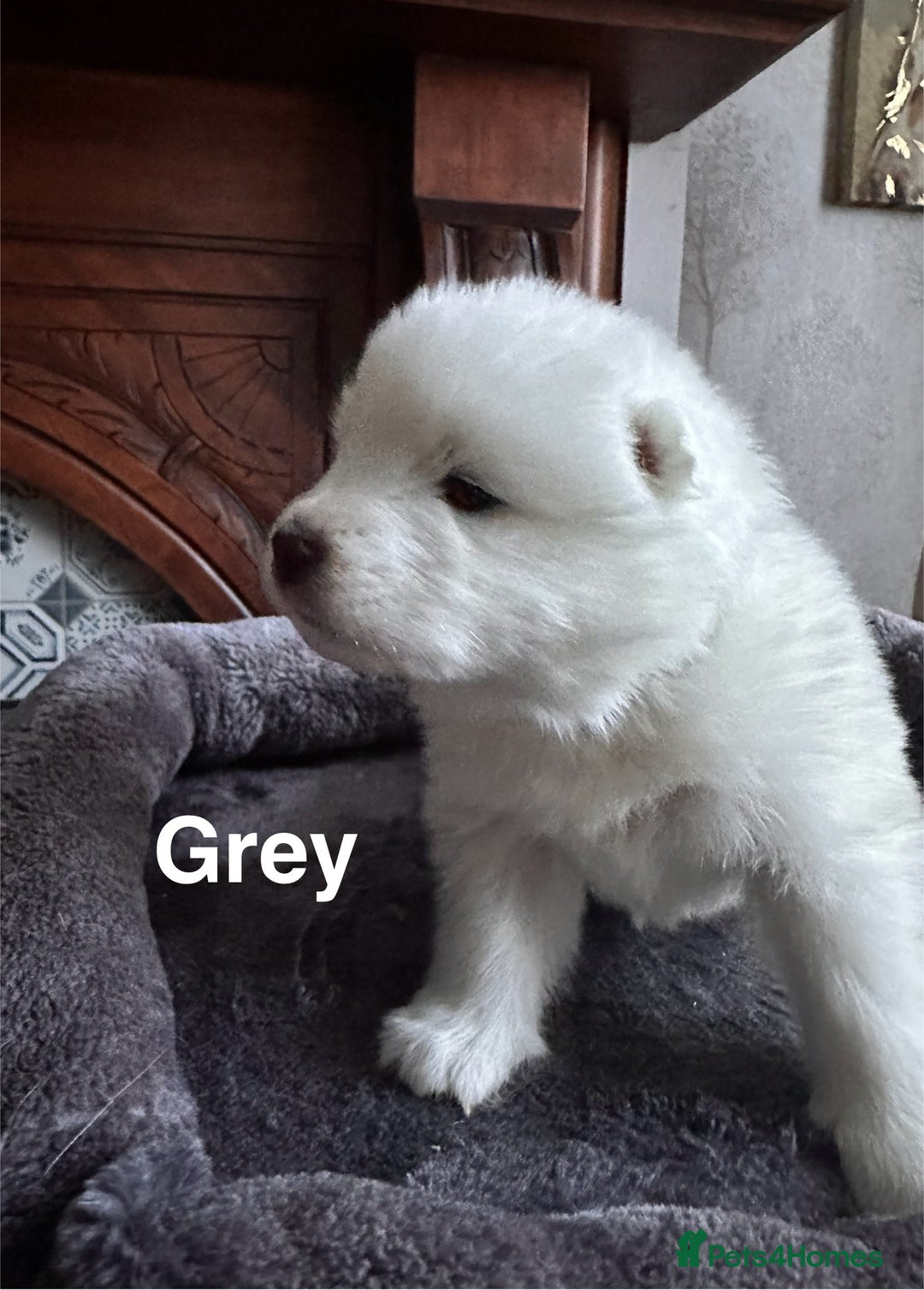 Samoyed dogs for sale: Samoyed Puppies — Ready to Reserve Now! - Image 6