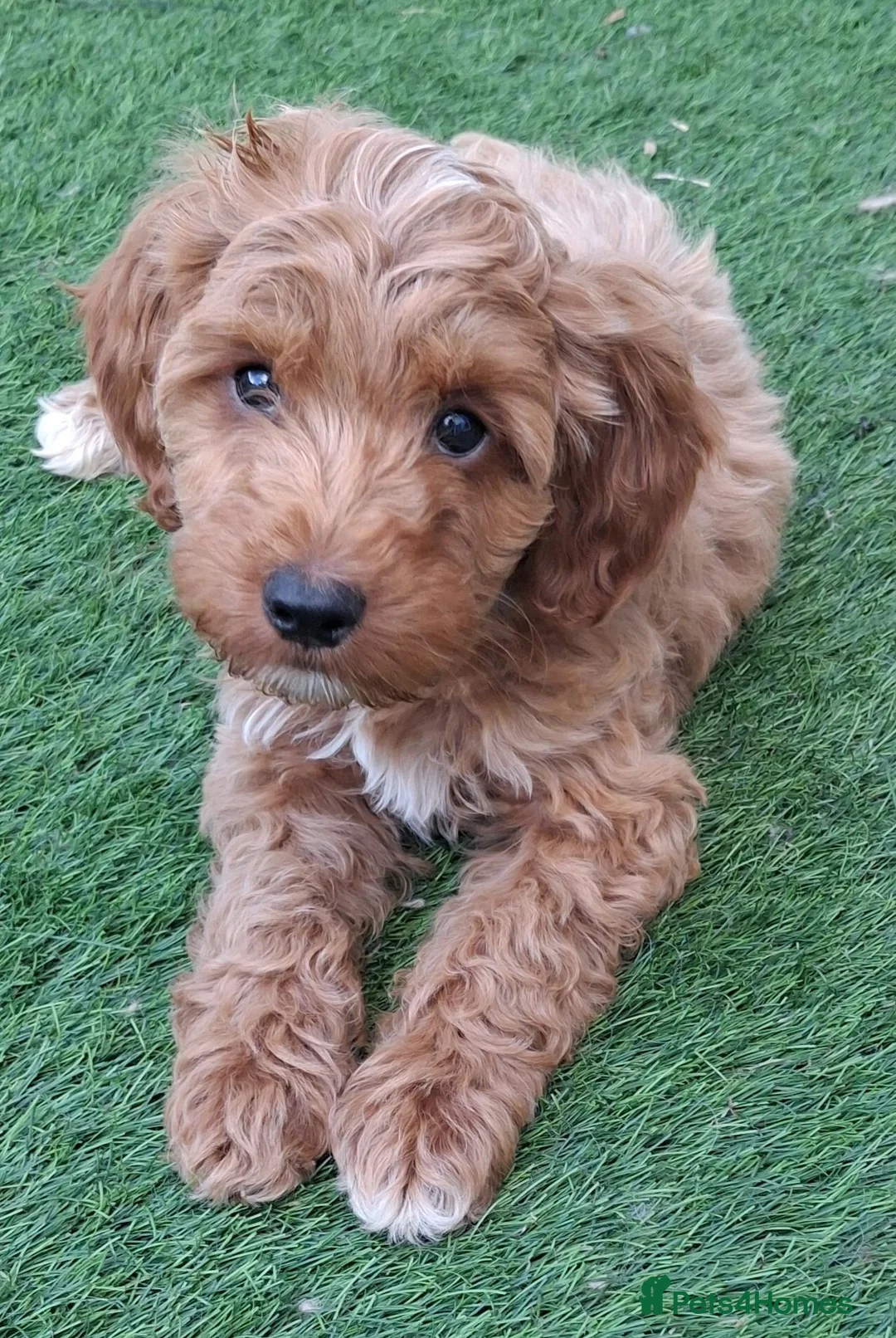 Cockapoo dogs for sale: ** BEAUTIFUL LITTER OF COCKAPOO PUPPIES ** - Advert 2