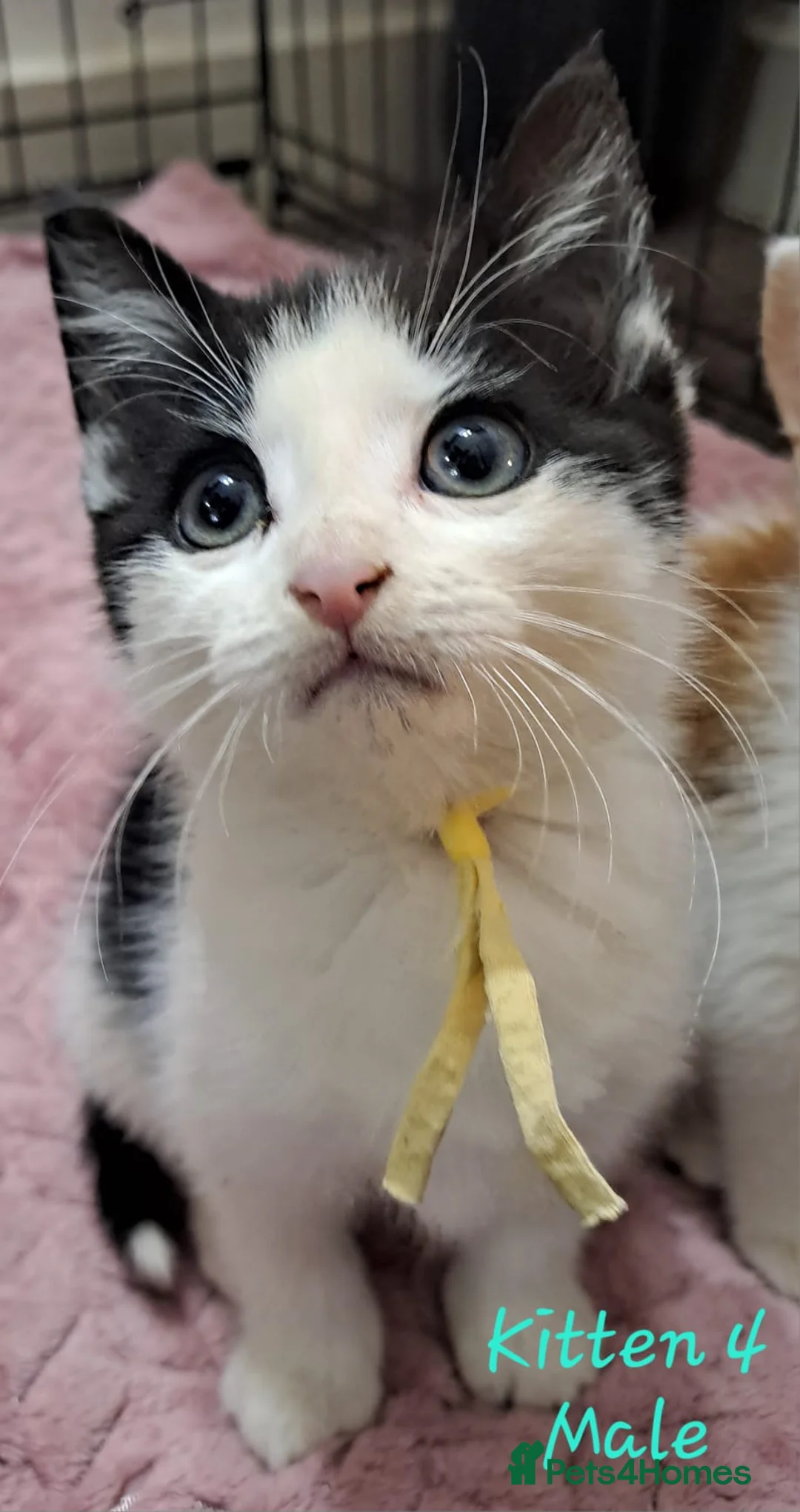 Mixed Breed cats for sale: 12 Beautifull kittens looking for a home. - Advert 36
