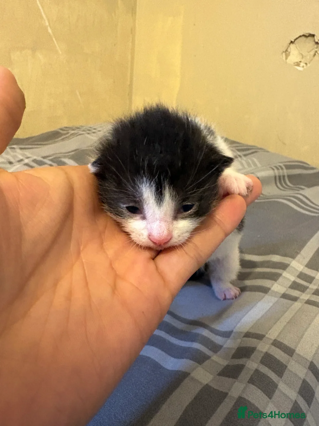 Mixed Breed cats for sale: Kittens  - Advert 4