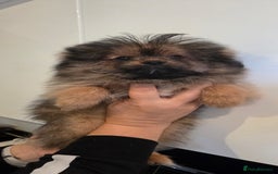 Mixed Breed dogs for sale: Shitzu x pomeranian Shiranian READY TO GO NOW  - Image 7