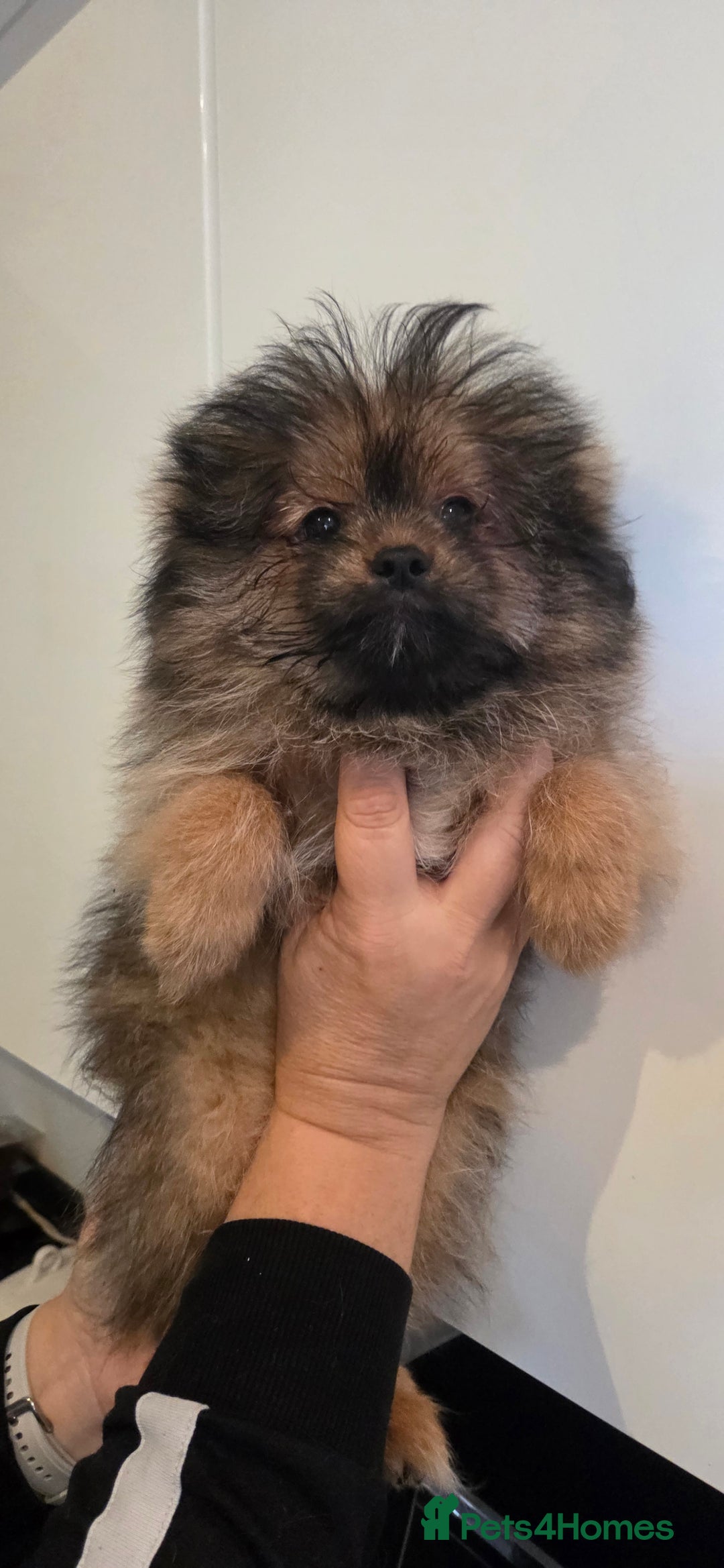 Mixed Breed dogs for sale: Shitzu x pomeranian Shiranian READY TO GO NOW  - Image 7