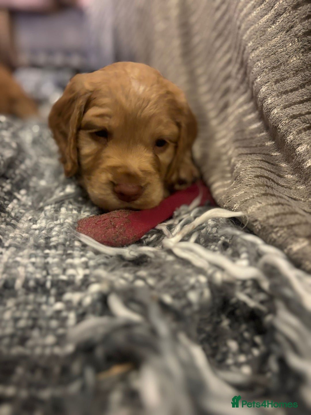 Cocker Spaniel dogs for sale: Pedigree Cocker Spaniels SOLD - Advert 14