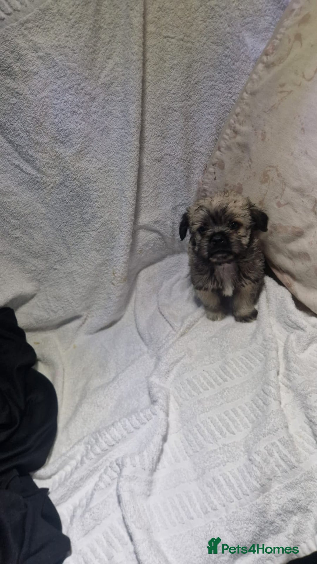 Shih Tzu dogs for sale: Shih tzu puppies  - Advert 2