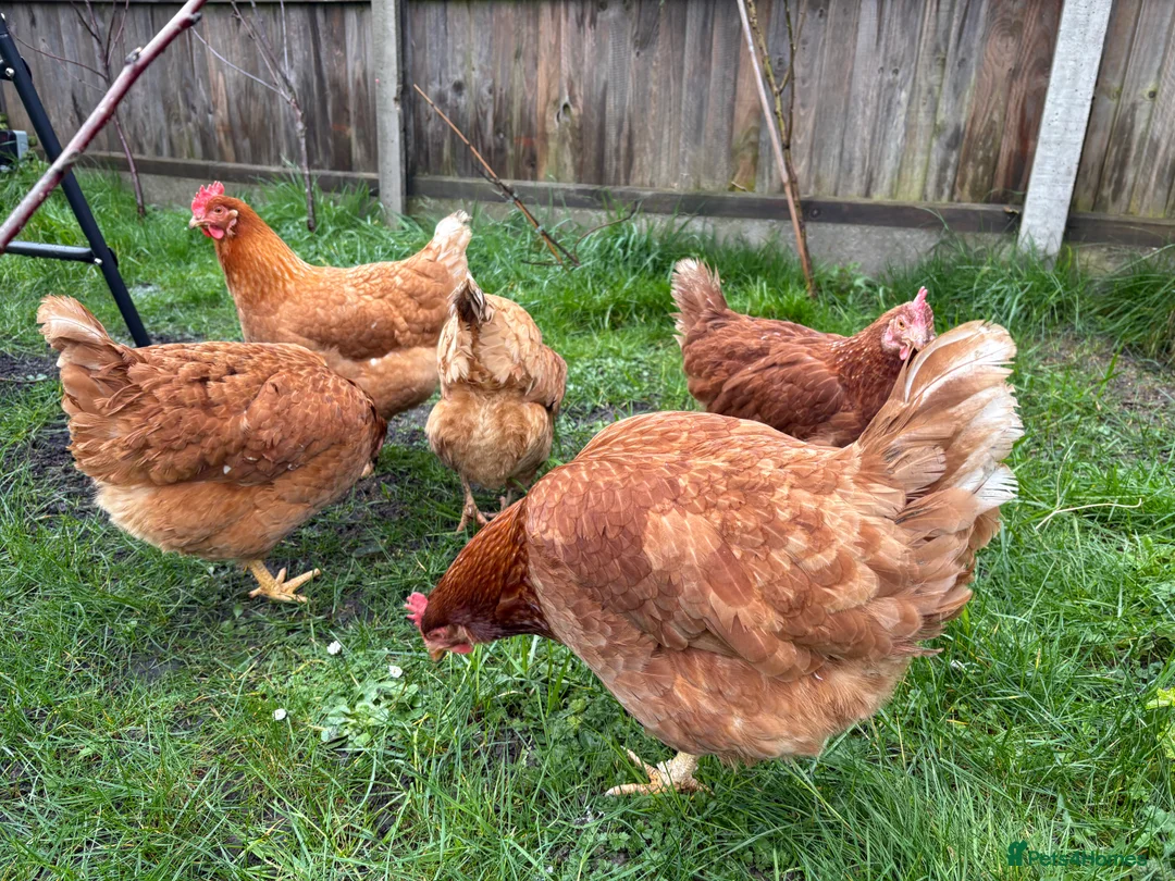 Chickens poultry for sale: 5 very large hybird hens  in Thetford - Advert 2