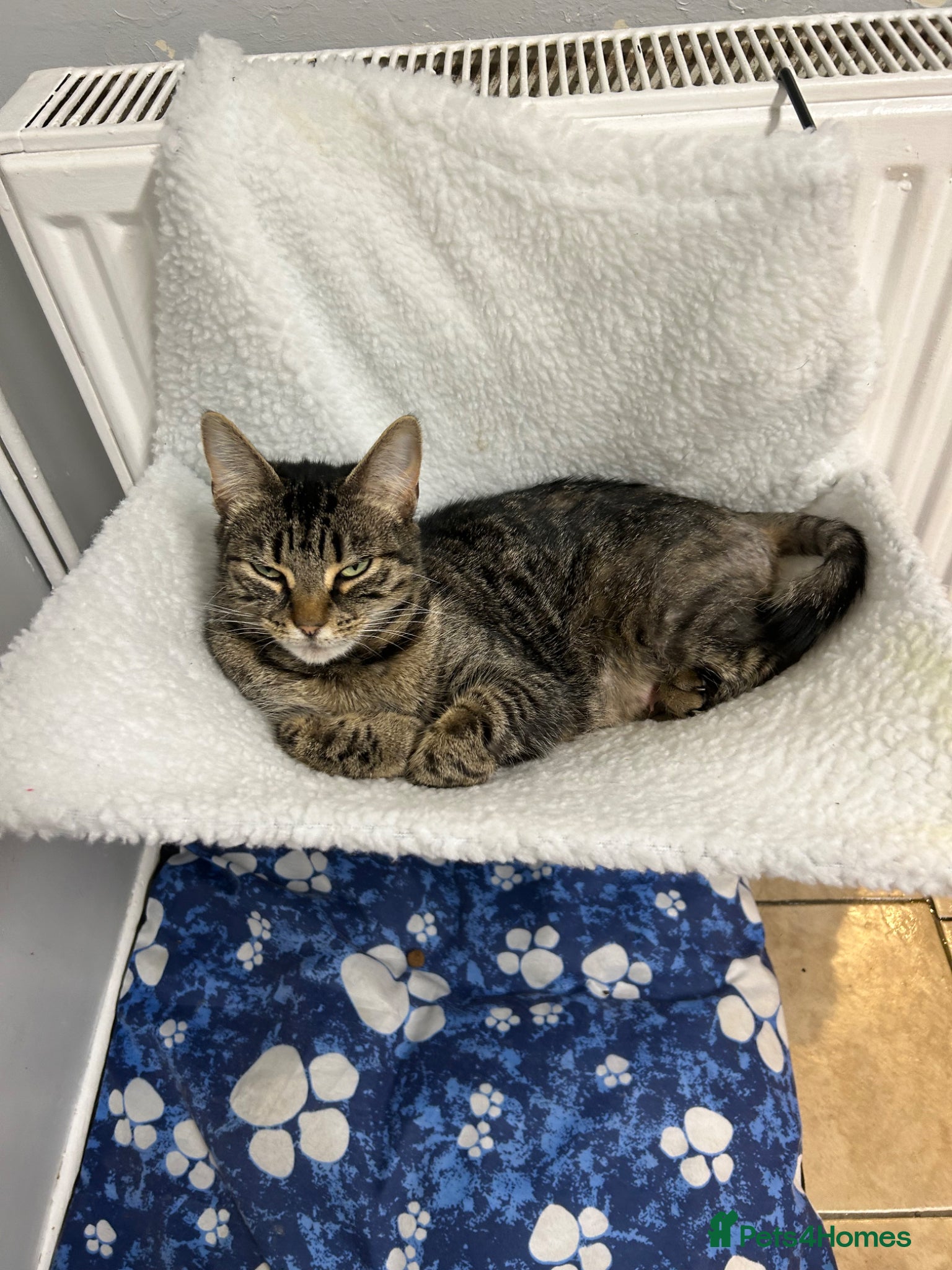 Mixed Breed cats Kittens for sale  - Advert 4