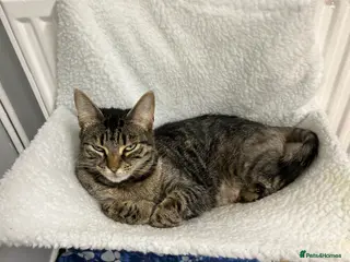 Mixed Breed cats Kittens for sale - Advert 16