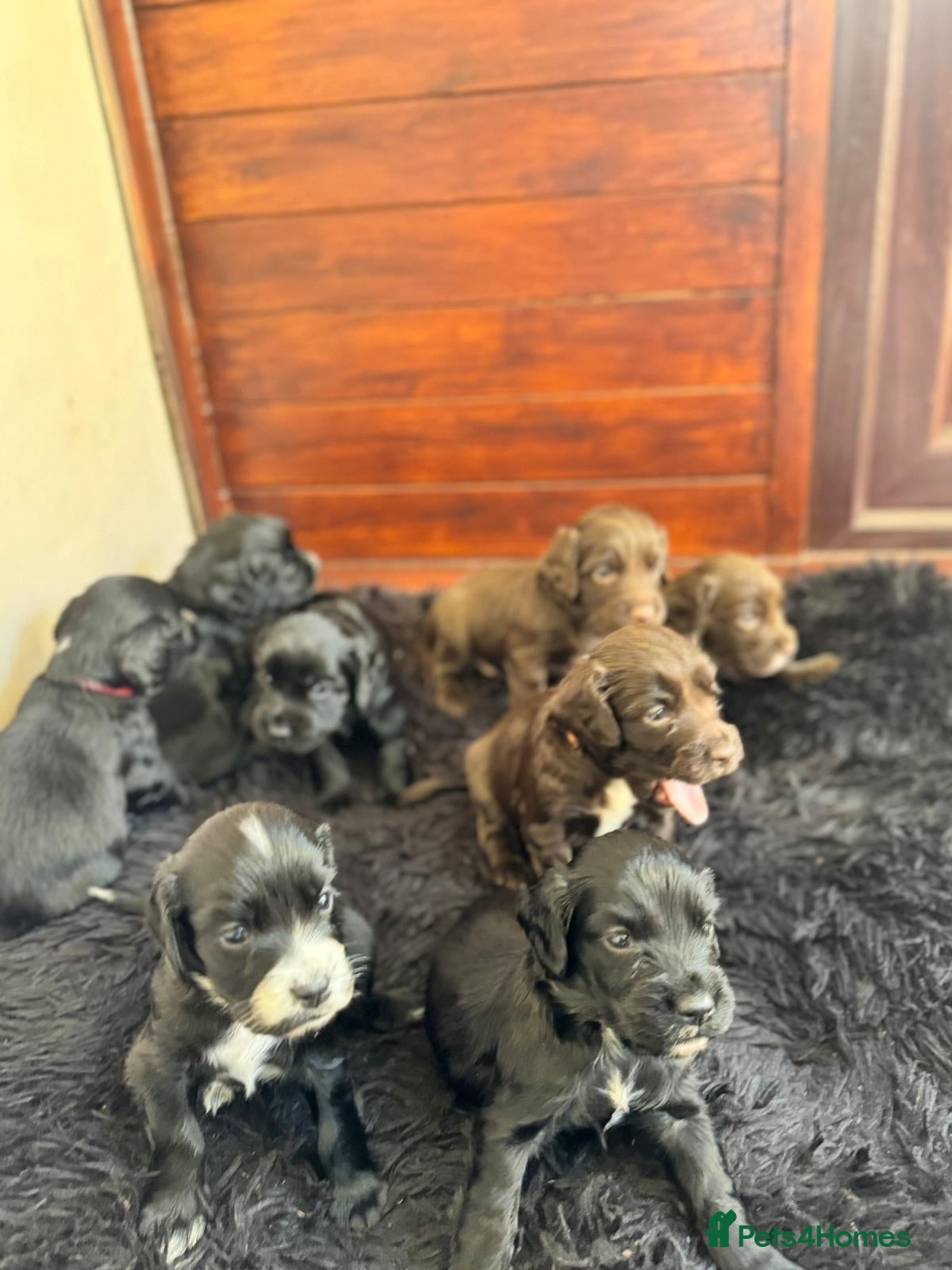 Sprocker dogs Sprocker Spaniel Puppies for Sale  - Advert 5