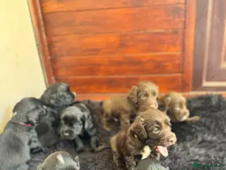 Sprocker dogs Sprocker Spaniel Puppies for Sale - Advert 5