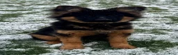 German Shepherd dogs for sale: German Shepherd female KC Reg  - Advert 4