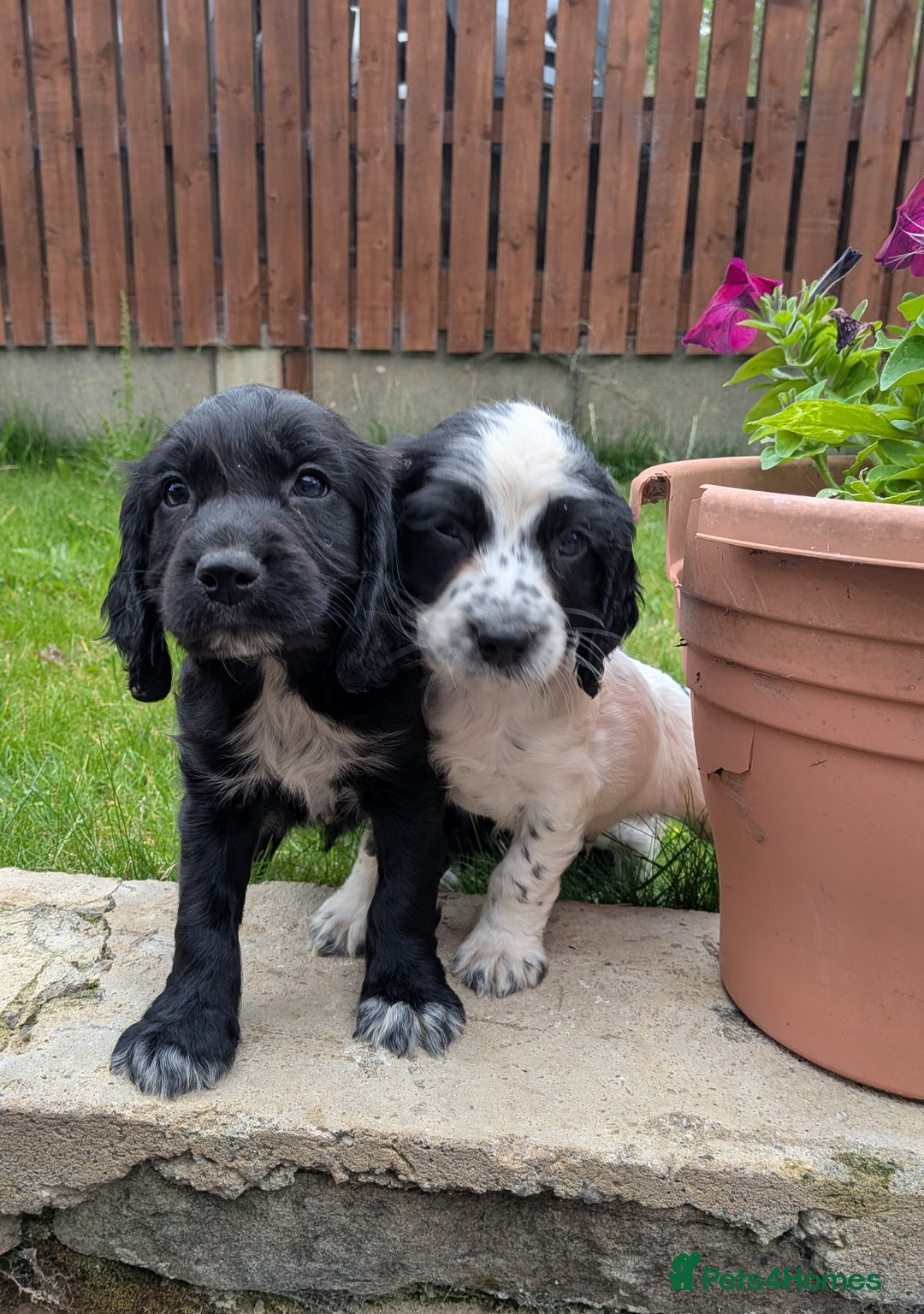 Cocker Spaniel dogs for sale: Beautiful cocker spaniel puppies  - Image 11