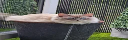 Ragdoll cats for sale: Beautiful Ragdoll Sister Pair – Must Stay Together in Milton Keynes - Advert 8