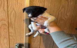 Whippet dogs for sale: 4 KC registered Whippet boys  - Image 6