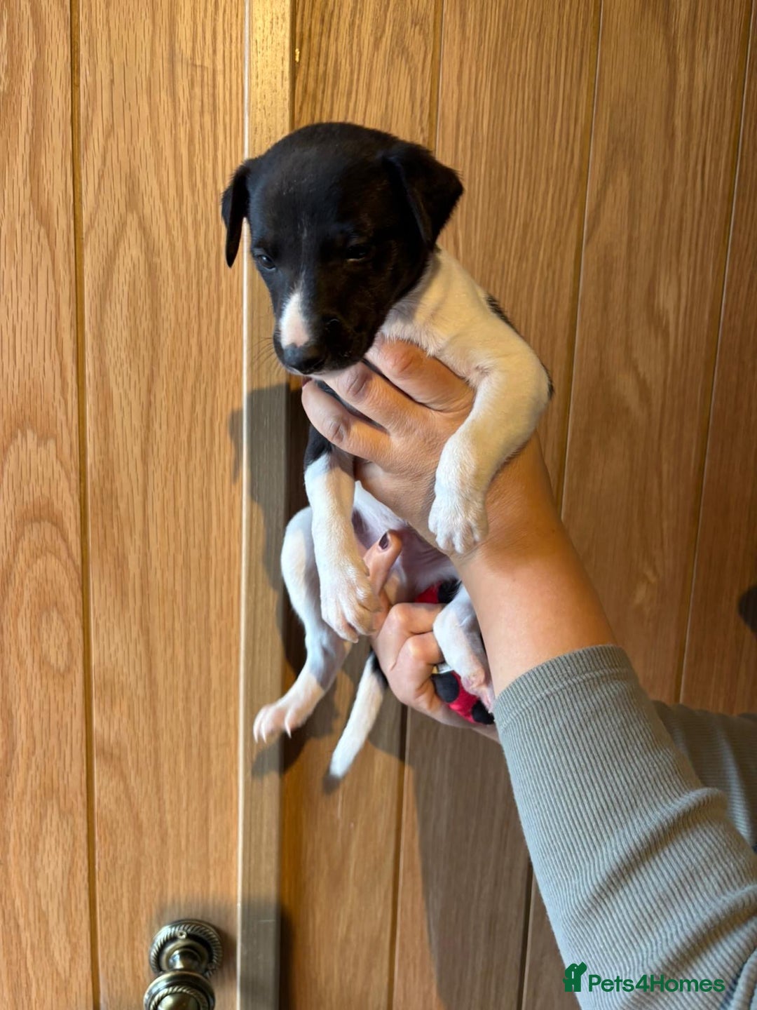 Whippet dogs for sale: 4 KC registered Whippet boys  - Image 6