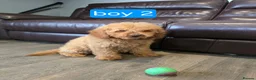 Cavapoo dogs for sale: Adorable F1B Cavapoo puppies for sale  - Advert 28