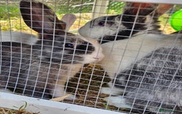 Harlequin rabbits for sale: 4 Gorgeous Harlequin bunnies looking for a 🏡  - Image 9