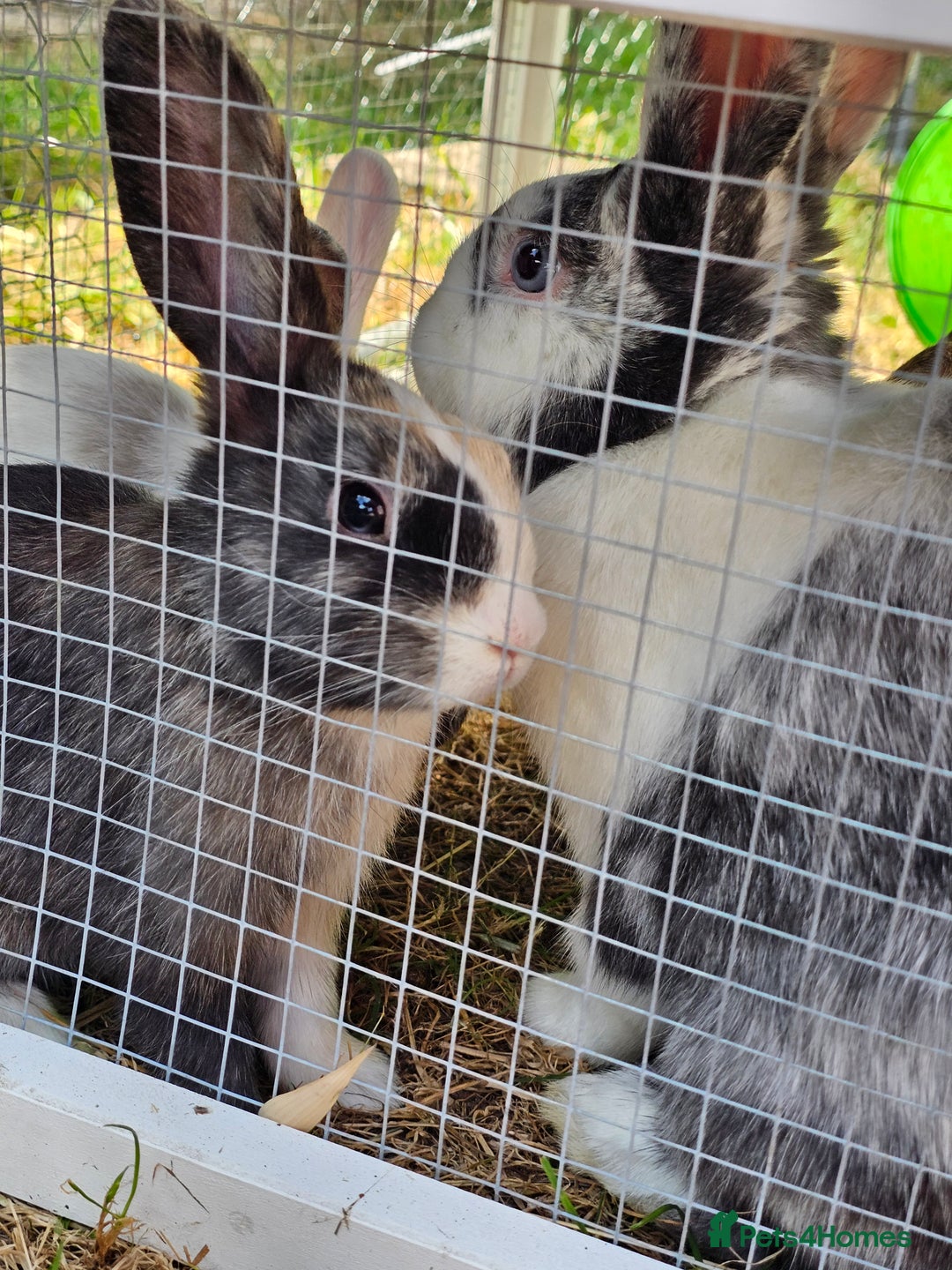 Harlequin rabbits for sale: 4 Gorgeous Harlequin bunnies looking for a 🏡  - Image 9