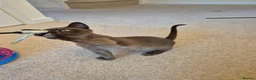 Burmese cats for sale: Stunning Pedigree Burmese Kittens - Advert 8