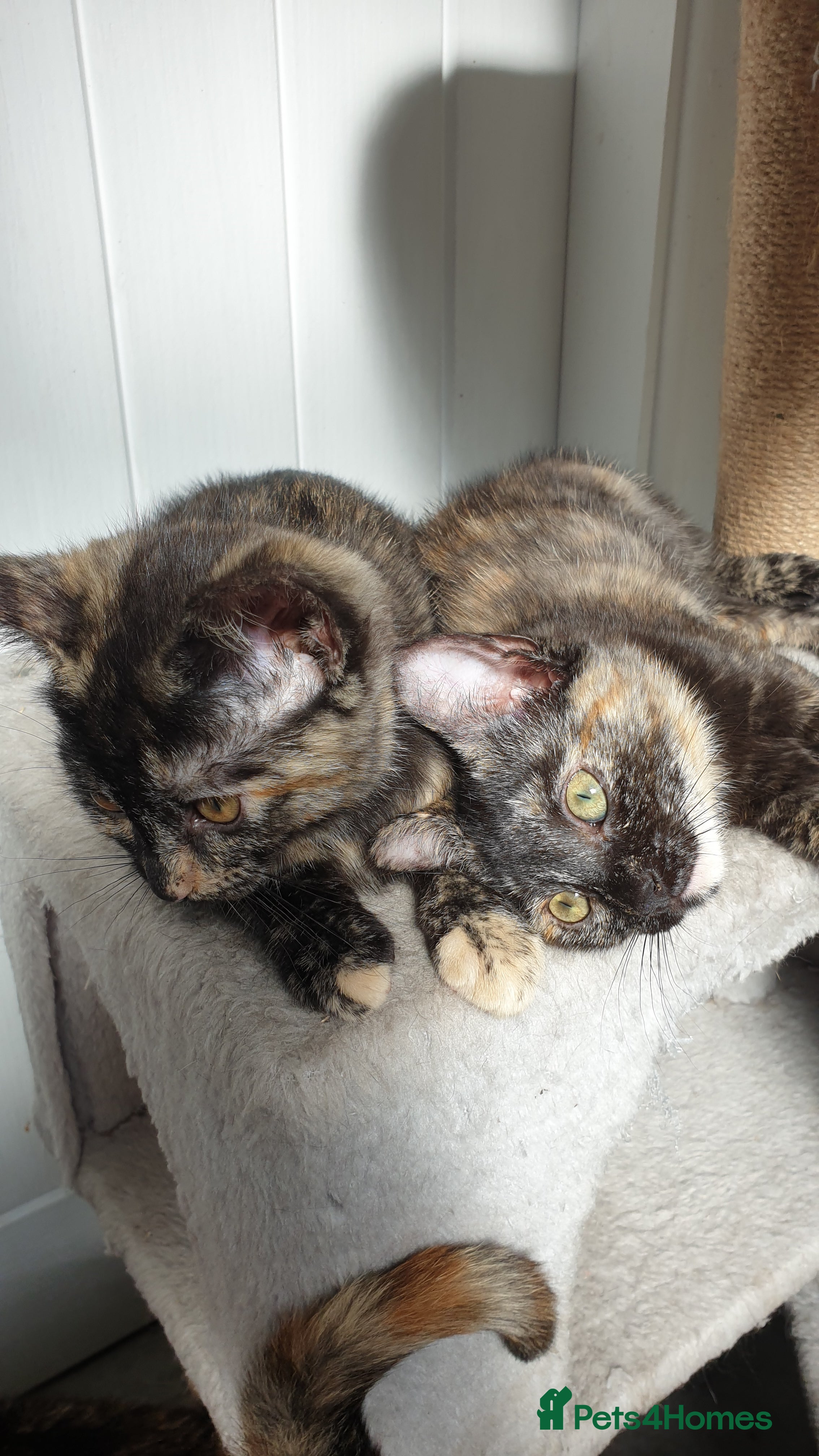 Mixed Breed cats for sale: 4 female kittens  - Advert 3
